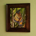 Photo Print--Framed--8" x 10"--Fresh Monarch