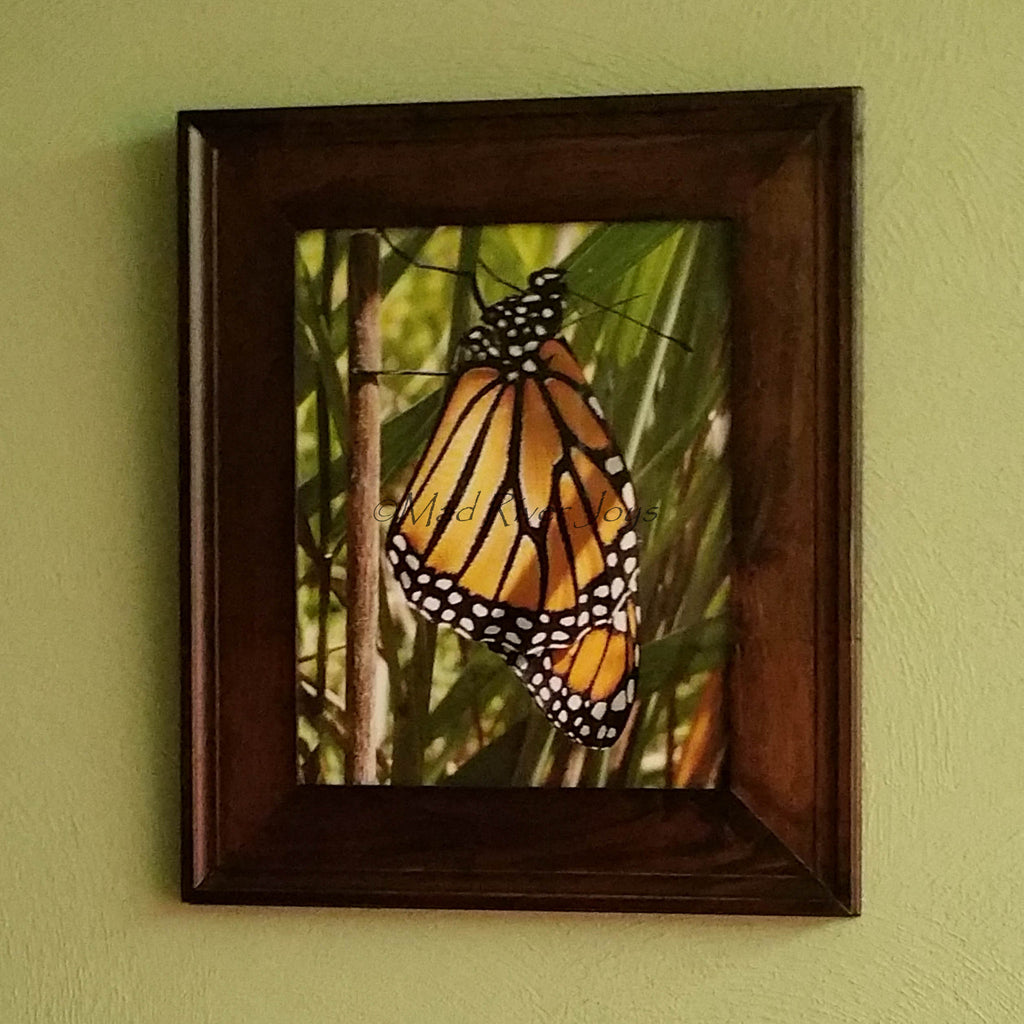 Photo Print--Framed--8" x 10"--Fresh Monarch