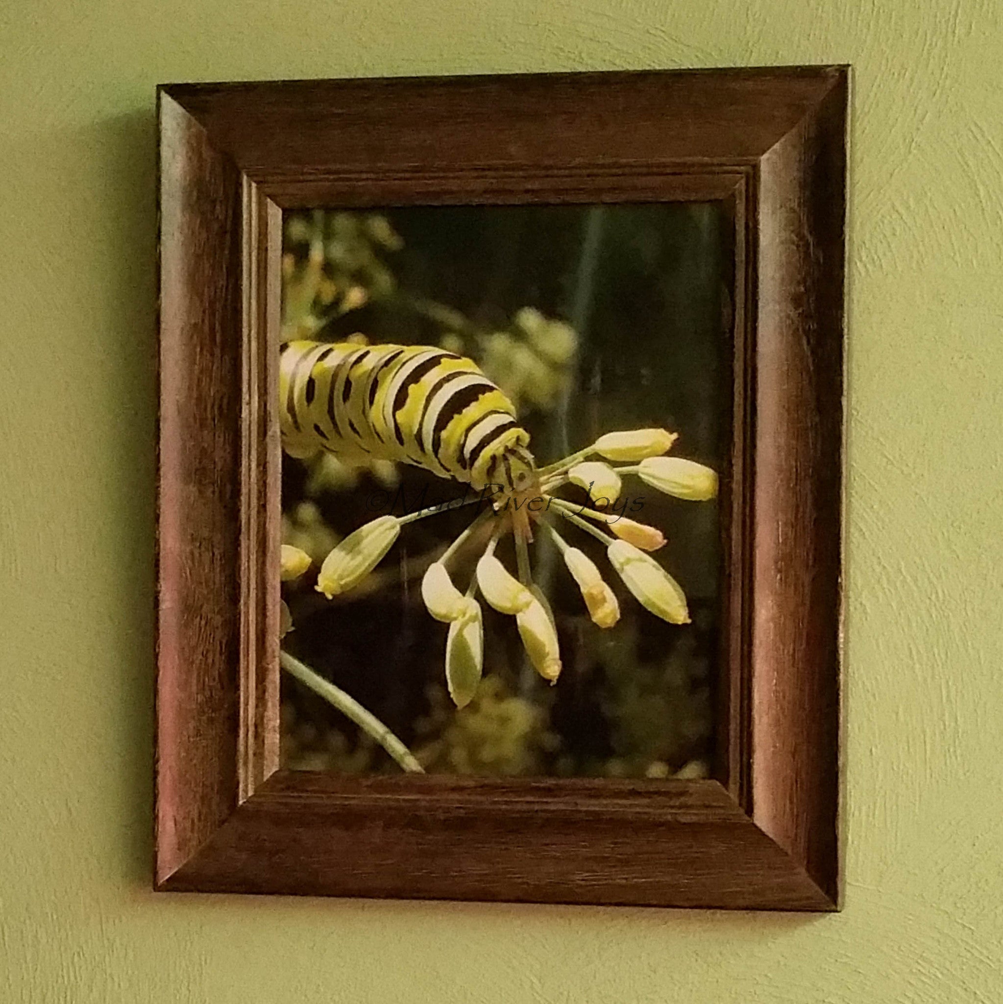 Photo Print--Framed--8" x 10"--Fennel Lunch