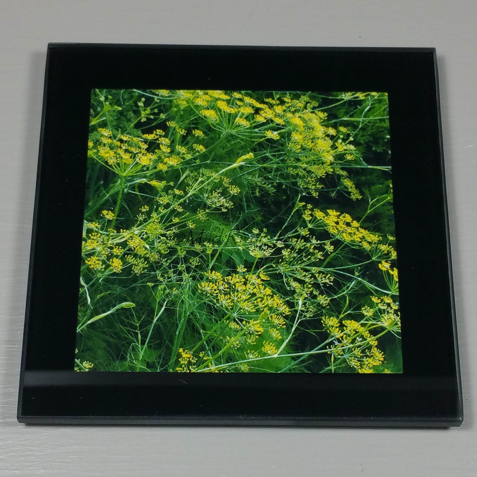 Coasters--Photo Print--Glass--Fennel Flowers