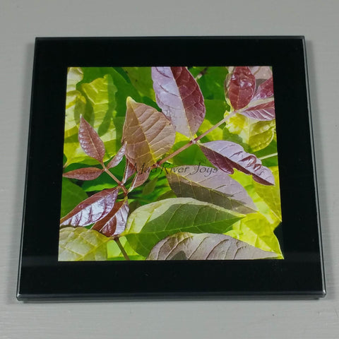 Coaster--Photo Print--Glass--White Ash Tree Leaves