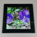 Coasters--Photo Print--Glass--Purple Pansies