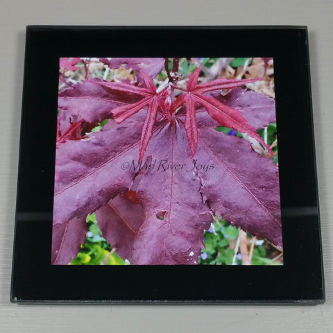 Coasters--Photo Print--Glass--Japanese Maple Tree Leaves
