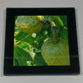 Coasters--Photo Print--Glass--Buckeye Tree Fruit
