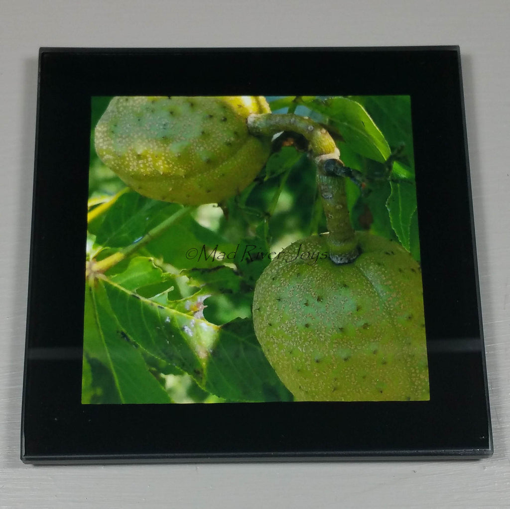 Coasters--Photo Print--Glass--Buckeye Tree Fruit