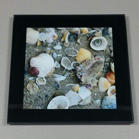 Coasters--Photo Print--Glass--Florida Sea Shells-#1