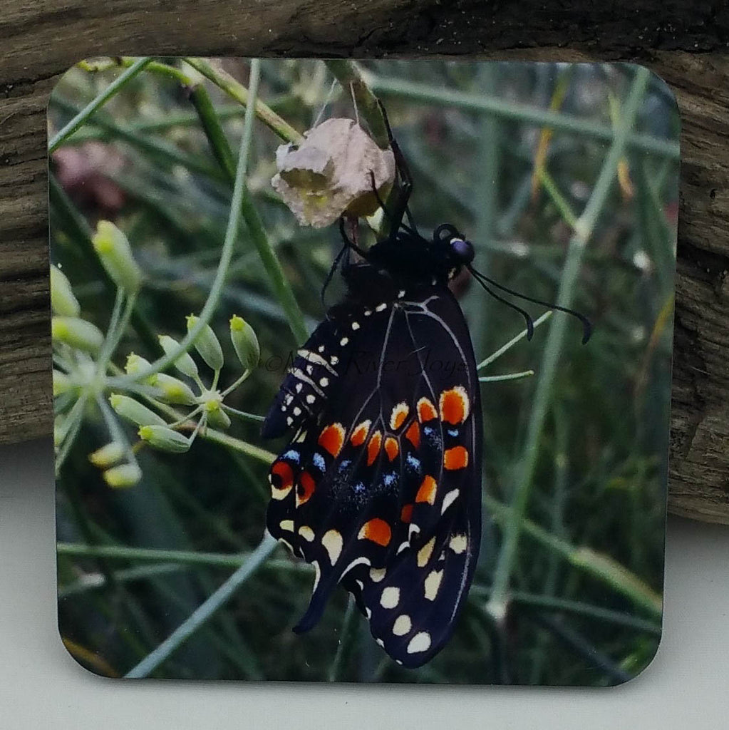 Coaster--Photo Print--Cork--Black Swallowtail Butterfly