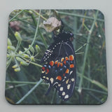Coaster--Photo Print--Cork--Black Swallowtail Butterfly