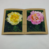 Greeting Cards--Peace Rose Combo Pack