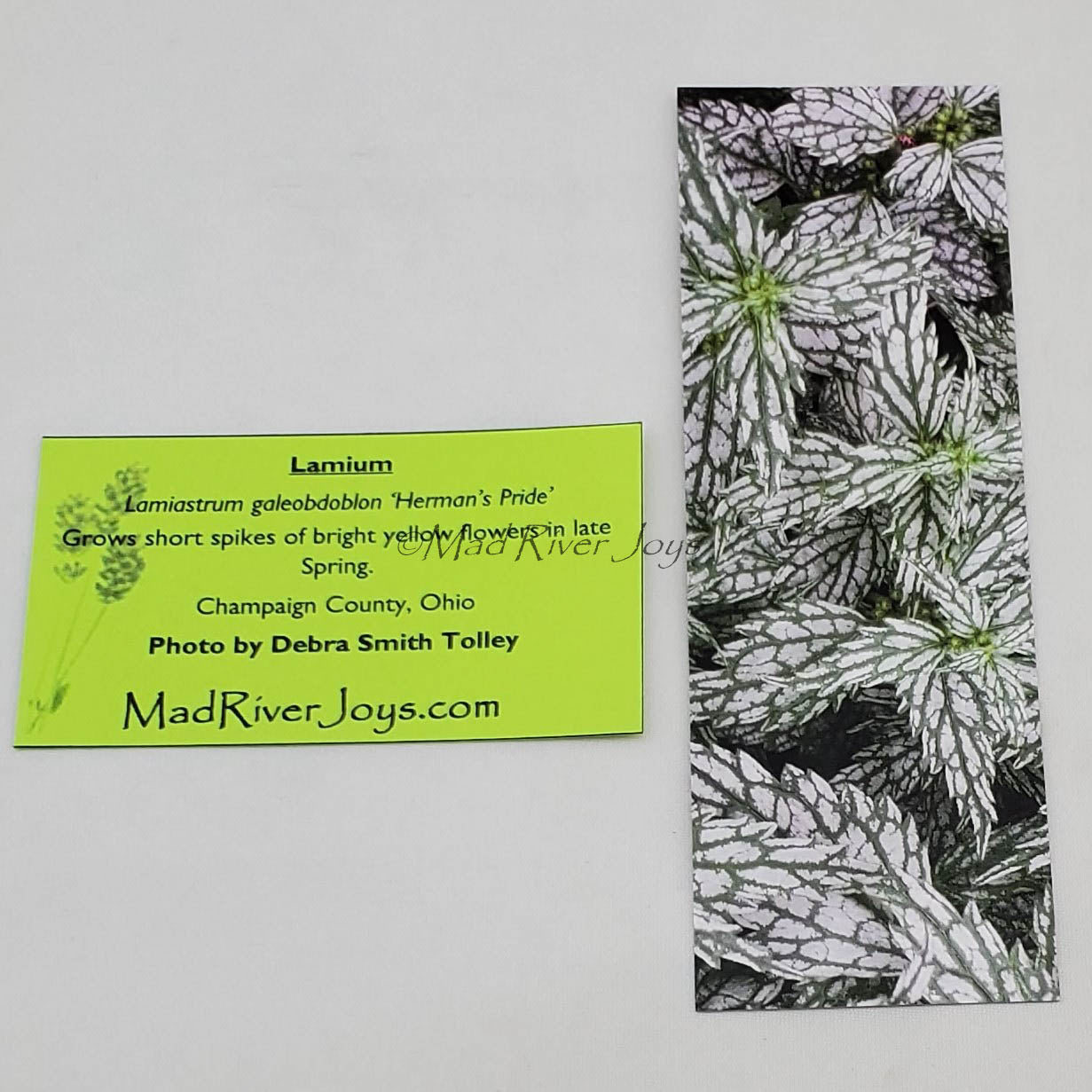 Bookmark--Photo--Bookmarks by DST