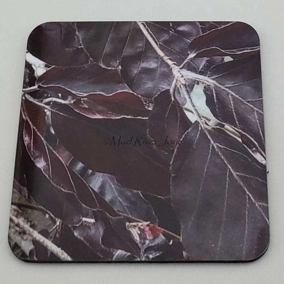 Coaster--Photo Print--Cork--Purple Weeping Beech