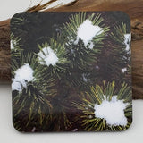 Coaster--Photo Print--Cork--Snow on the Mugo