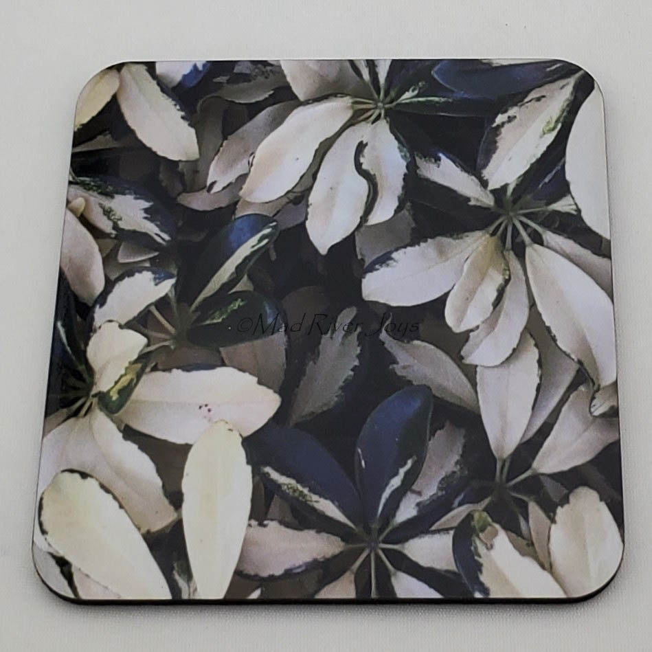 Coaster--Photo Print--Cork--Variegated Umbrella Tree