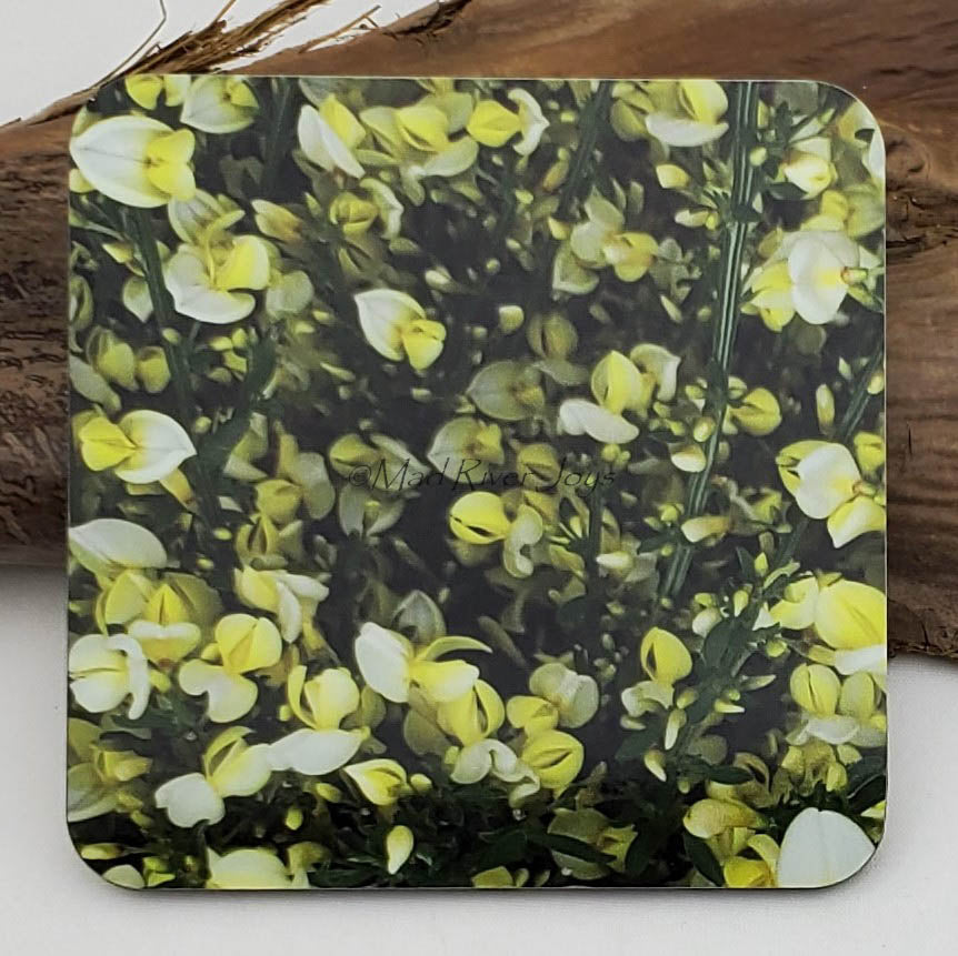 Coaster--Photo Print--Cork--Scotch Broom