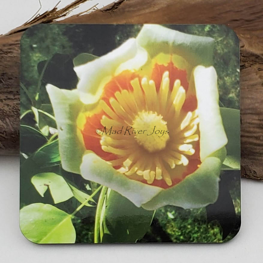 Coaster--Photo Print--Cork--Tulip Tree Flower