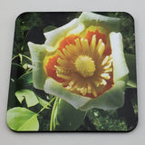 Coaster--Photo Print--Cork--Tulip Tree Flower