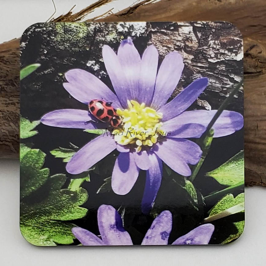 Coaster--Photo Print--Cork--Ladybug on Winter Windflowers